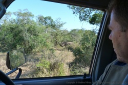 David surveille attentivement le rhinocéros qui pour l'instant est bien tranquille