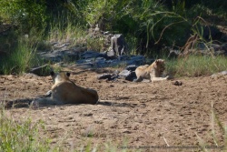 Une petite troupe de lions se prélasse dans le lit asséché d'une petite rivière