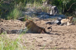 Il y a quelques lionnes et pas mal de lionceaux assez agés