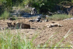 Finalement, après un brin d'action, tout le monde retourne au délice de la sieste