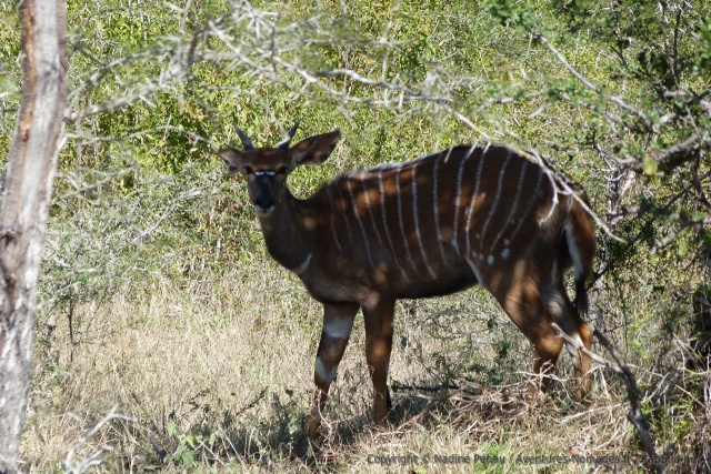 Une jolie femelle nyala se laisse découvrir dans le bush épais