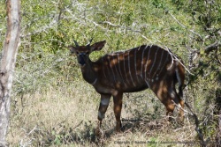 Une jolie femelle nyala se laisse découvrir dans le bush épais