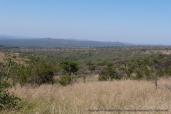 Les montagnes sont couvertes d'une forêt clairsemée d'acacias