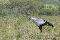 Un serpentaire en pleine chasse