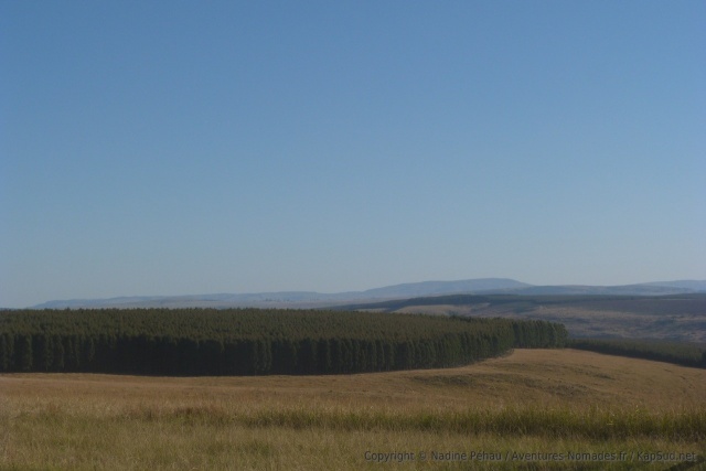 Les plantations de forêt sont omniprésentes