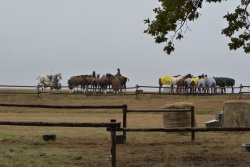 Partie de polo dominicale