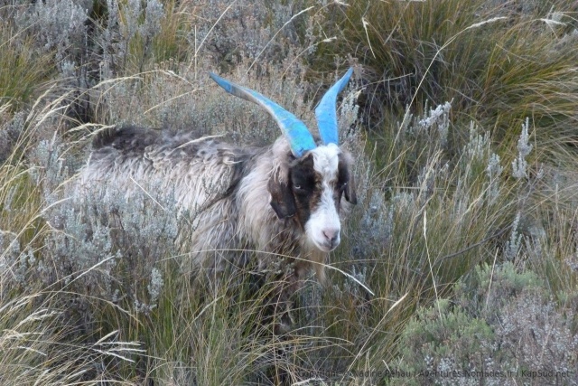Original, un bouc avec des cornes turquoises