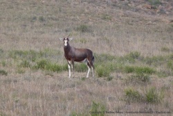 Un bontebok nous fait face