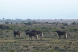 Gnous noirs ou gnous à queue blanche qu'on trouve en Afrique du Sud