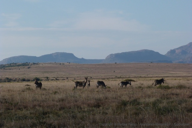 De petits troupeaux de zèbres de montagnes évoluent dans les plaines de savane 