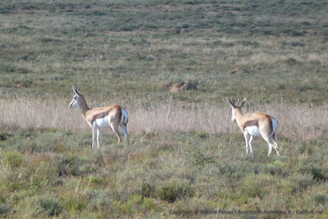 Les springboks sont eux aussi de la partie