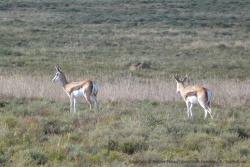 Les springboks sont eux aussi de la partie