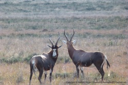 Des bonteboks, sous toutes les coutures