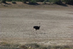 L'autruche est aussi un animal typique du Karoo