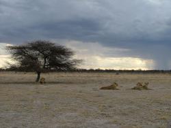 Botswana 5ème partie : Central Kalahari