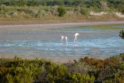 Des flamants roses nous font une petite surprise