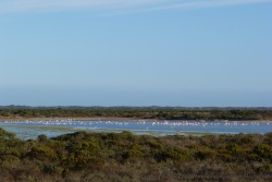 Une jolie colonie de flamants roses a élu domicile dans les lacs et marais de la région