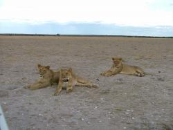 afs_2008_1113(032)