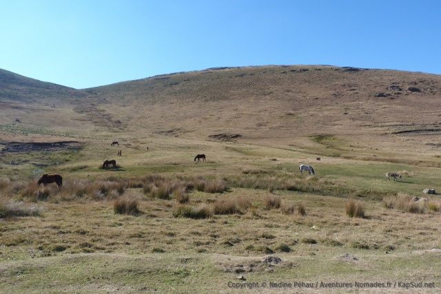 Les chevaux, ou poneys du Lesotho sont célèbres dans toute l'Afrique du Sud