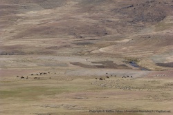 Des scènes de vie pastorale des temps anciens se déroulent sous nos yeux