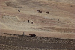 Les paysans labourent les champs avec les moyens du bord : la charrue et les boeufs
