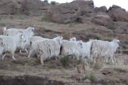 Les chèvres Mohair sont encore couvertes de leur précieuse toison