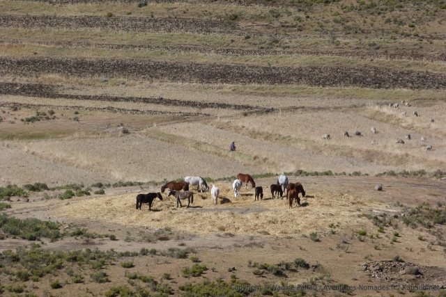 Les chevaux sont le principal moyen de transport dans les montagnes