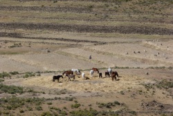 Les chevaux sont le principal moyen de transport dans les montagnes