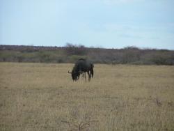 afs_2008_1113(032)
