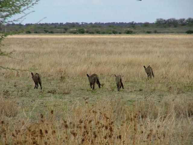 afs_2008_1113(032)