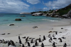 1ère partie - Afrique du Sud : Capetown et sa côte méridionale