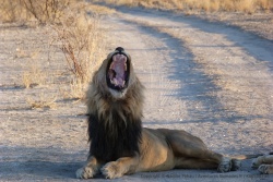 Afrique du Sud - Botswana - Namibie 2013