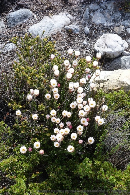 L'écosystème de la Table Mountain est unique et extrêmement varié, un exemple avec ces adorables petites fleurs