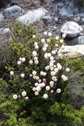 L'écosystème de la Table Mountain est unique et extrêmement varié, un exemple avec ces adorables petites fleurs