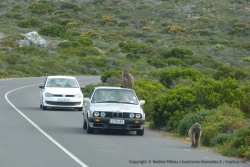 Dans la série "Pas farouches du tout" la palme revient aux babouins