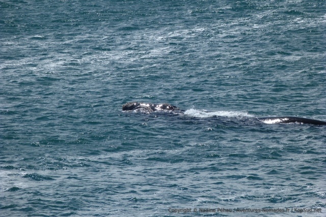 Notre première baleine franche à Hermanus !