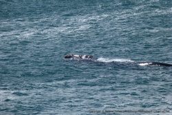 Notre première baleine franche à Hermanus !