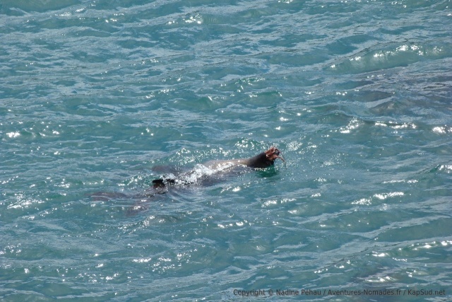 Les baleines ne sont pas les seules à venir dans la baie d'Hetmans, ici une otarie fait son show