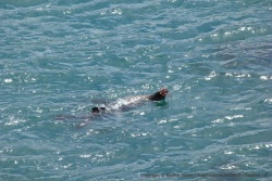 Les baleines ne sont pas les seules à venir dans la baie d'Hetmans, ici une otarie fait son show