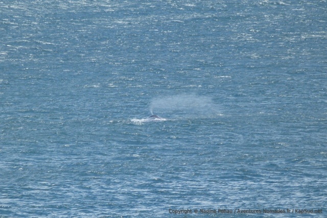 De loin, ce jet caractéristique trahit la présence d'une baleine franche 