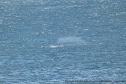 De loin, ce jet caractéristique trahit la présence d'une baleine franche 