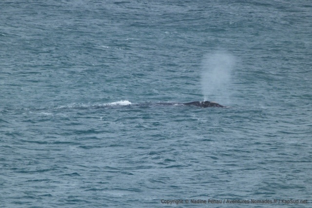 Observer les baleines, c'est participer à une partie de cache-cache géant