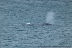 Observer les baleines, c'est participer à une partie de cache-cache géant