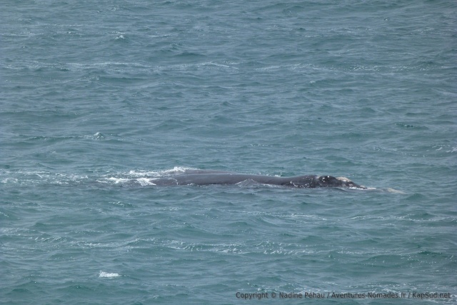 Les baleines surgissent à quelques mètres à peine de la côte