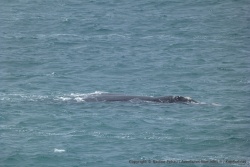 Les baleines surgissent à quelques mètres à peine de la côte