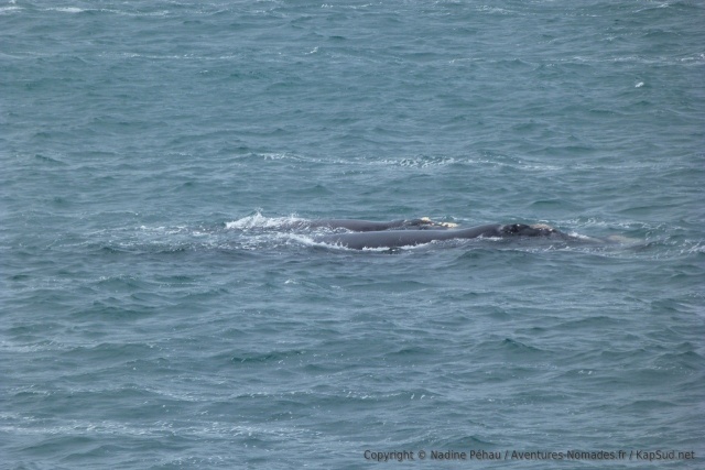 La plupart des visiteurs sont des mamans baleine avec leur baleineau