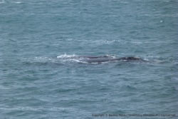 La plupart des visiteurs sont des mamans baleine avec leur baleineau