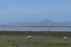 Des colonies de flamants roses ont élu domicile au West Coast NP