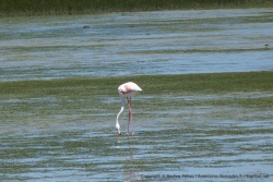 Le West Coast NP est le paradis des oiseaux en particulier des flamants roses