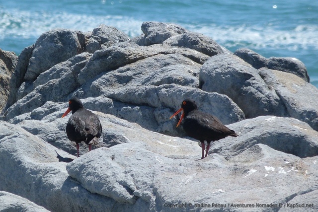 Ces oiseaux marins inspectent scrupuleusement chaque rocher de la plage